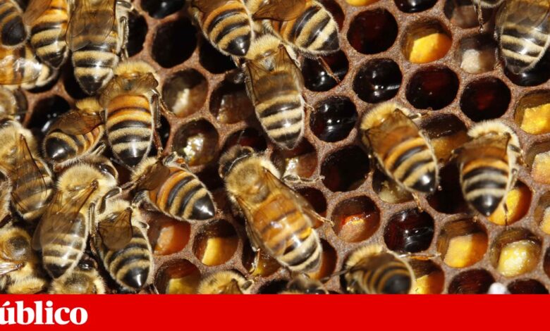 Cinco toneladas de mel apreendidas pela ASAE em Évora e Aljustrel