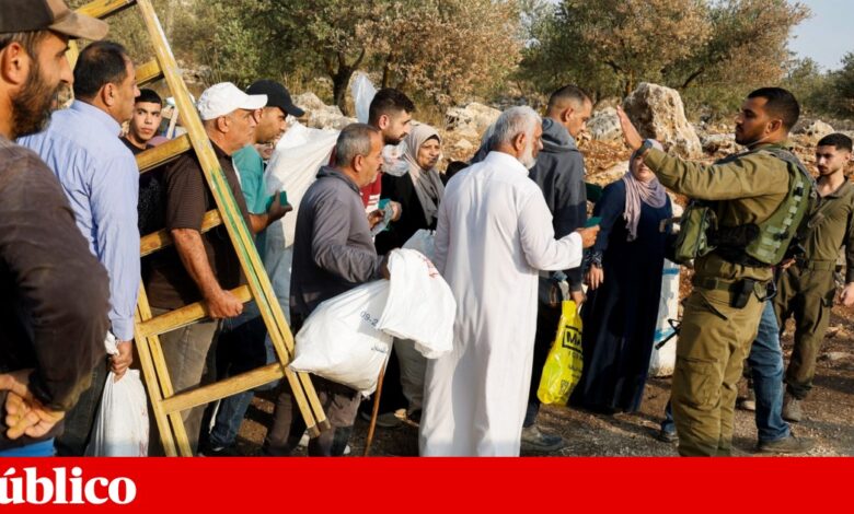 Cisjordânia: colonos e soldados israelitas impedem palestinianos de colher azeitonas
