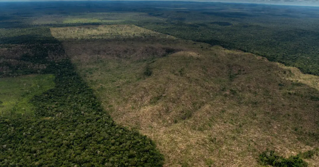 Como o desmatamento causa quase 30 mil mortes por ano no mundo