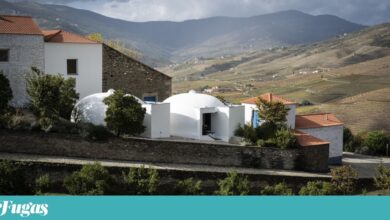 Depois das vindimas, o azeite novo: como o provar na Quinta de Ventozelo