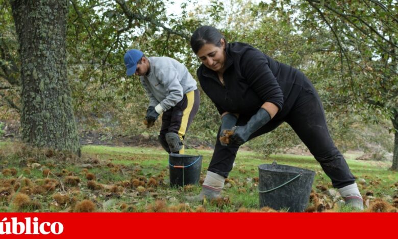 Depois do incêndio de Agosto, os produtores de castanha de Penedono enfrentam uma campanha “trágica”