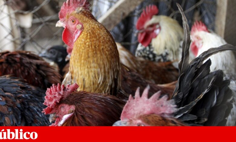 EUA registam primeira morte de humano provocada pelo subtipo H5N5 da gripe das aves