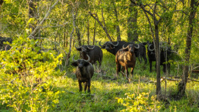 EXPLORAÇÃO FLORESTAL EM GAZA: Estado suspende licença da Muthemba Safari