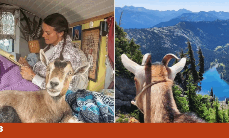 Ela salvou uma cabra bebé. Agora viajam numa carrinha e dormem na mesma cama