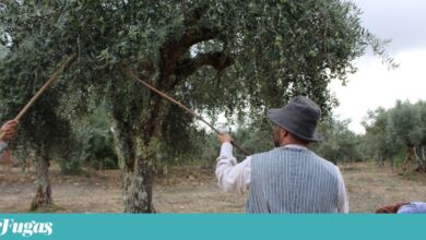 Em Mouriscas, apadrinham-se oliveiras para manter vivo o olival