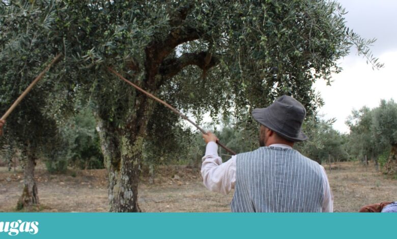Em Mouriscas, apadrinham-se oliveiras para manter vivo o olival