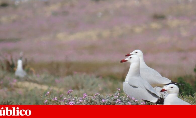 Em cinco anos, ninhos de gaivota-de-audouin sobem para quase o triplo nas ilhas-barreira no Algarve