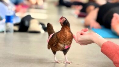 Estas galinhas participam em aulas de ioga — e até se vestem a preceito: com fralda