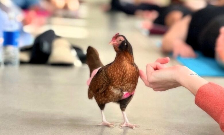 Estas galinhas participam em aulas de ioga — e até se vestem a preceito: com fralda