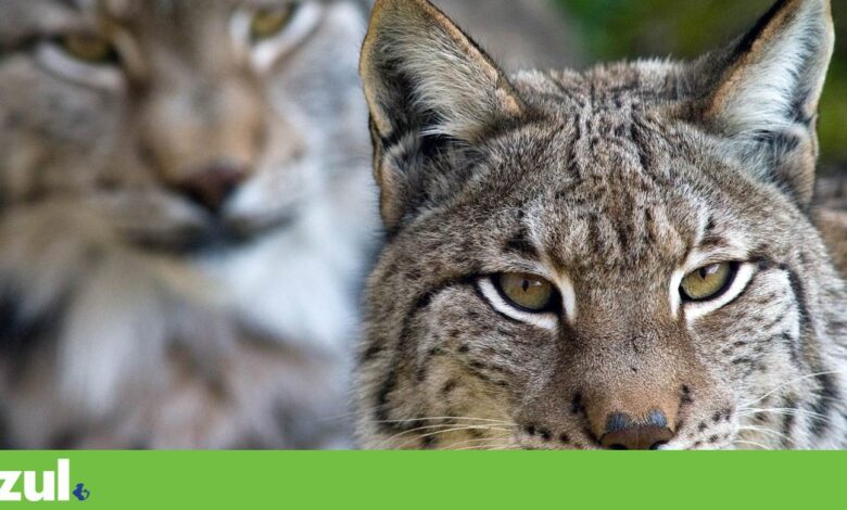 Estratégia da Biodiversidade precisa de “instrumentos financeiros estáveis”, reconhece ICNF