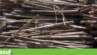 Estratégia para a Bioeconomia da UE não vai travar a crise de recursos, alertam ambientalistas