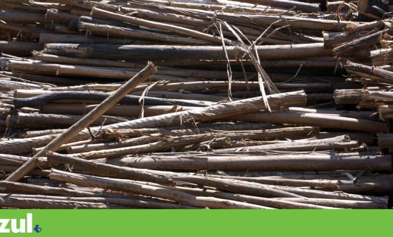 Estratégia para a Bioeconomia da UE não vai travar a crise de recursos, alertam ambientalistas