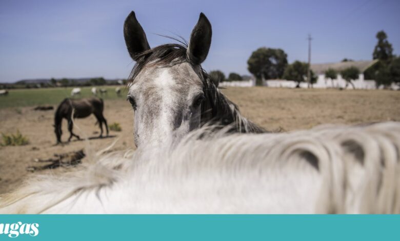 Feira do Cavalo cavalga pela Golegã a caminho de tornar-se Património Cultural de Portugal