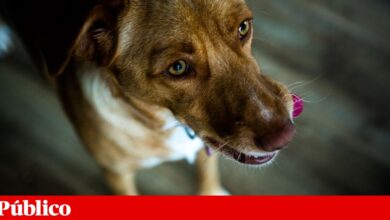 Fiéis companheiros: ADN antigo mostra que os cães acompanharam as migrações dos humanos
