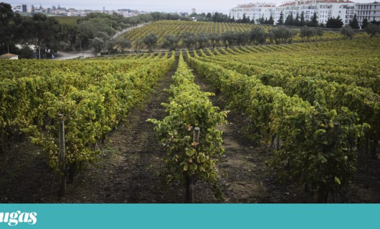 Fugas especial traz futuro do sector, frente-a-frente na tasca e vinhos para o Natal