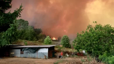 Governo apoia com 44 milhões agricultores afetados pelos incêndios