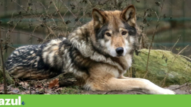 Governo revê protecção do lobo ibérico e actualiza indemnizações por ataques