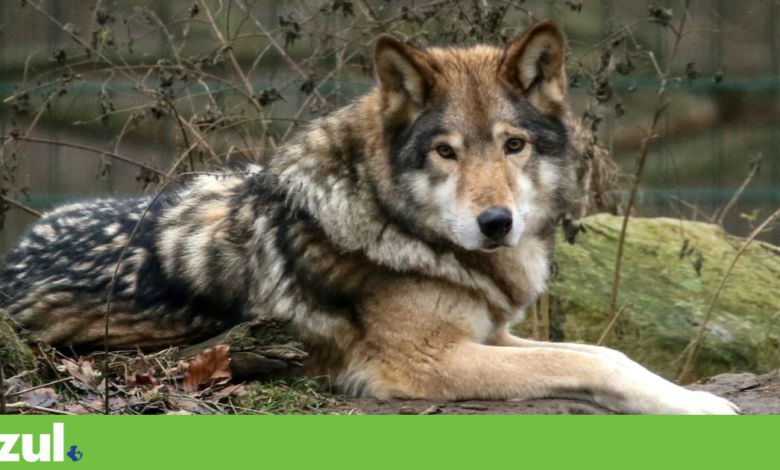 Governo revê protecção do lobo ibérico e actualiza indemnizações por ataques