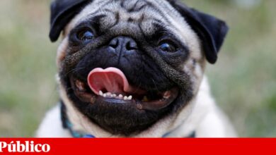 Homem baleado nos EUA. Cão é o principal suspeito