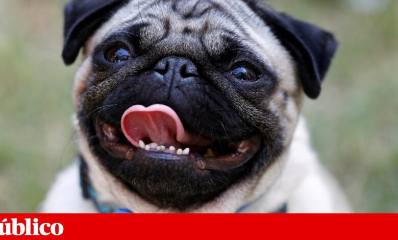 Homem baleado nos EUA. Cão é o principal suspeito