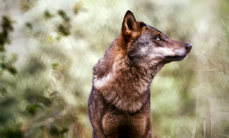 ICNF registou 22 ataques de lobos que mataram 113 animais desde julho