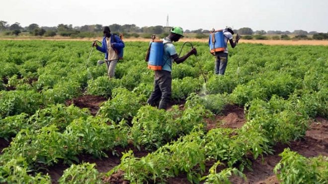 Lançada campanha agrícola em Niassa