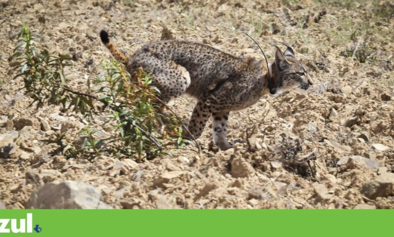 Lince ibérico continua a estar ameaçado apesar de “crescimento espectacular”