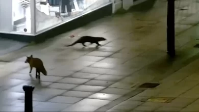 Lontra e raposa passeiam juntas pelas ruas de Inglaterra. Veja o momento