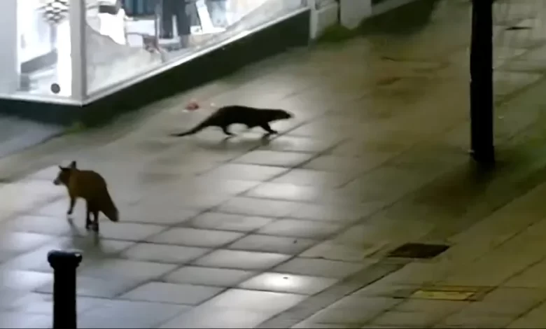 Lontra e raposa passeiam juntas pelas ruas de Inglaterra. Veja o momento
