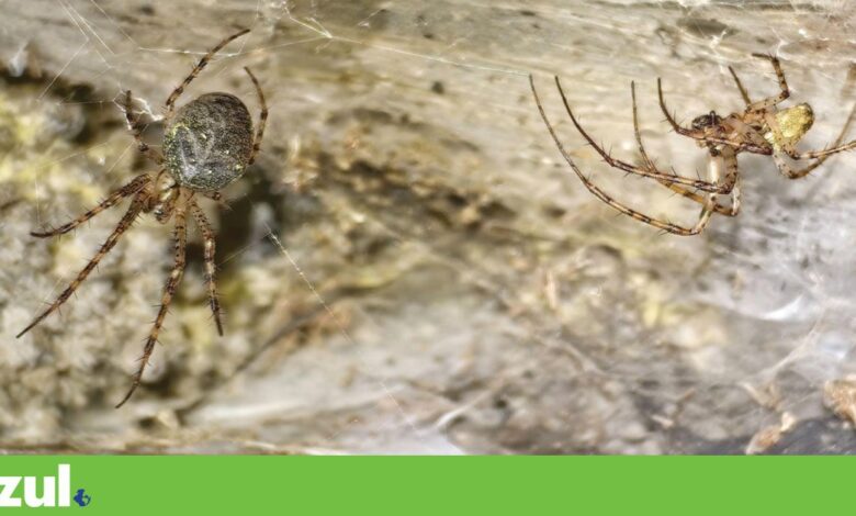 Maior teia de aranha do mundo descoberta na Albânia