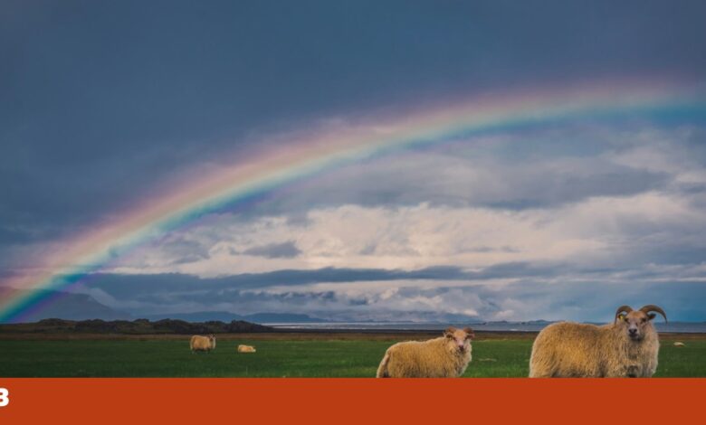 Michael resgata “carneiros gay” na Alemanha e vende a lã para ajudar associações LGBT+