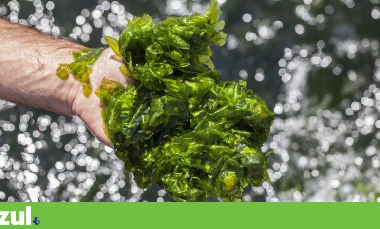 Microalgas portuguesas querem tornar-se mais competitivas – e ecológicas