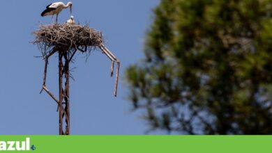 Ministério Público investiga alegado abate ilegal de ninho de cegonhas em Gondomar