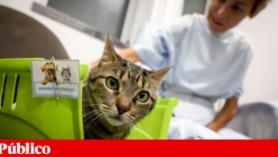 Neste hospital, os animais visitam os donos internados: “Eles também são família”