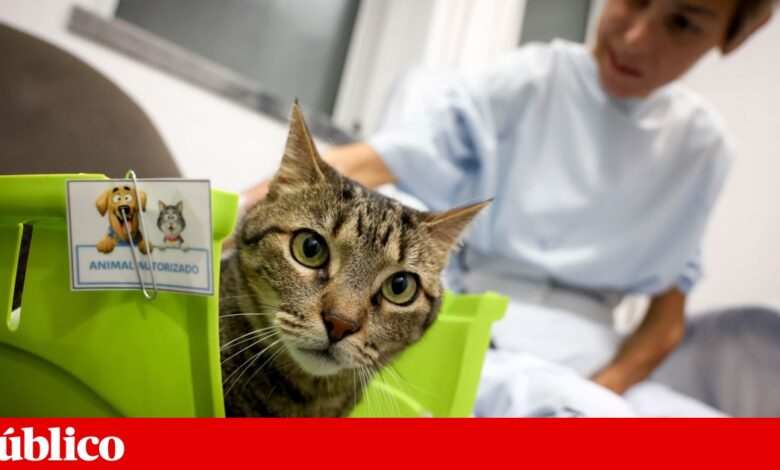 Neste hospital, os animais visitam os donos internados: “Eles também são família”