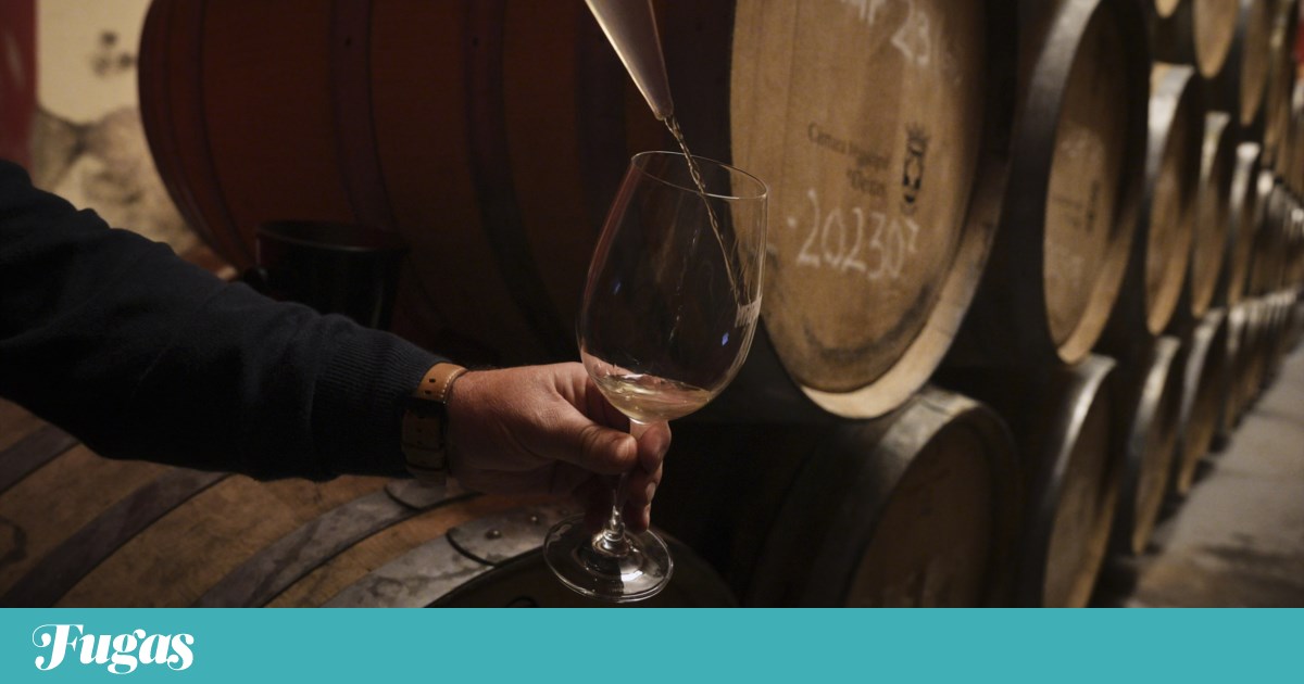 No pavilhão de caça do Marquês de Pombal, produz-se um vinho único