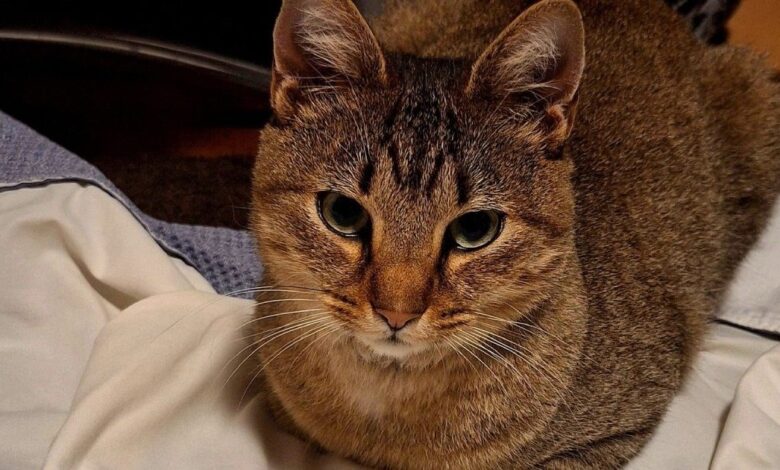 O gato <em>Smokey</em> voltou a casa, no Porto — quatro meses e 60 quilómetros depois