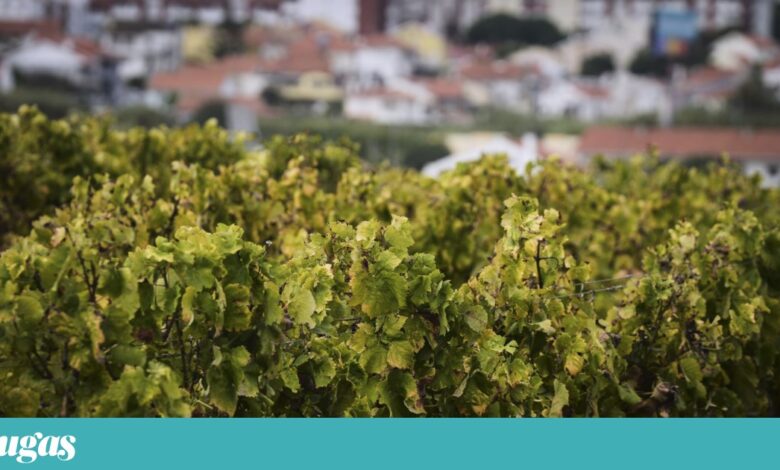 O licoroso que é doce, salgado e “seco” e nasce numa micro-região chamada Carcavelos