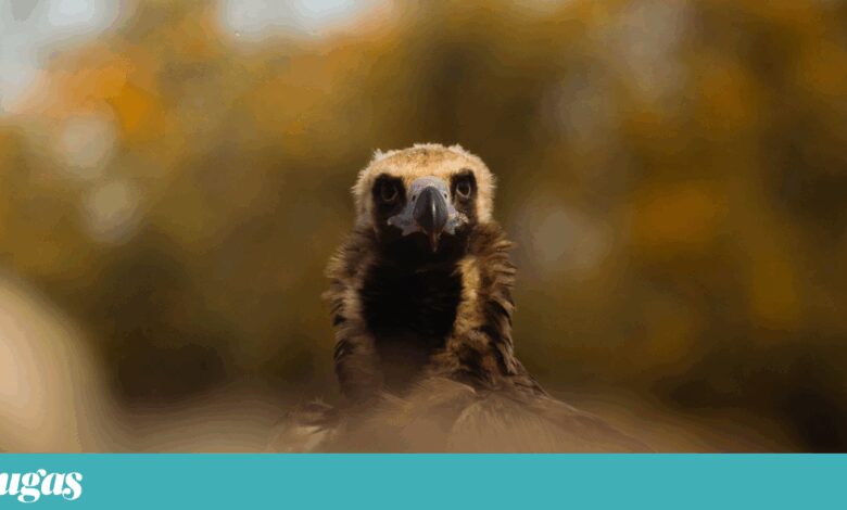 Os mal-amados abutres deram a Gonçalo Ferreira o título de Fotógrafo Rewilding do ano