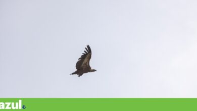 Palombar faz sementeira de emergência no Douro Internacional para alimentar fauna