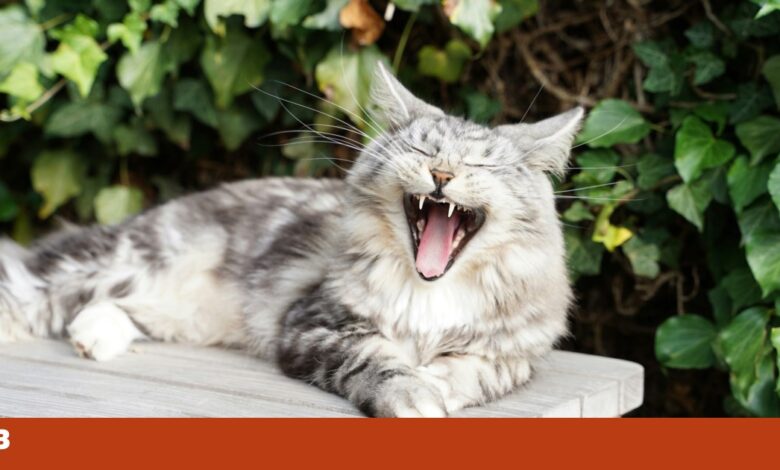 Para chamar a atenção de tutores homens, os gatos têm de miar mais alto