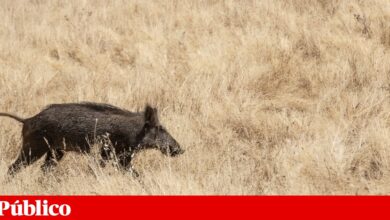 Peste suína africana chegou à Península Ibérica