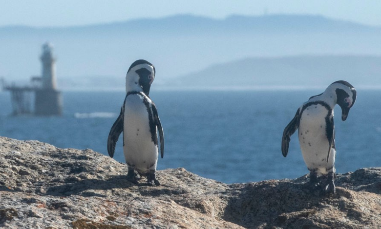 Pinguins em risco de extinção obrigados a competir por alimento com navios de pesca