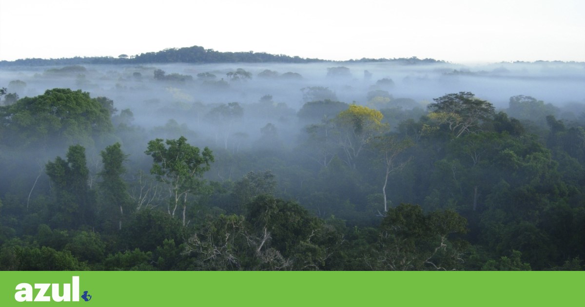 Portugal dá um milhão de euros para novo fundo das florestas tropicais