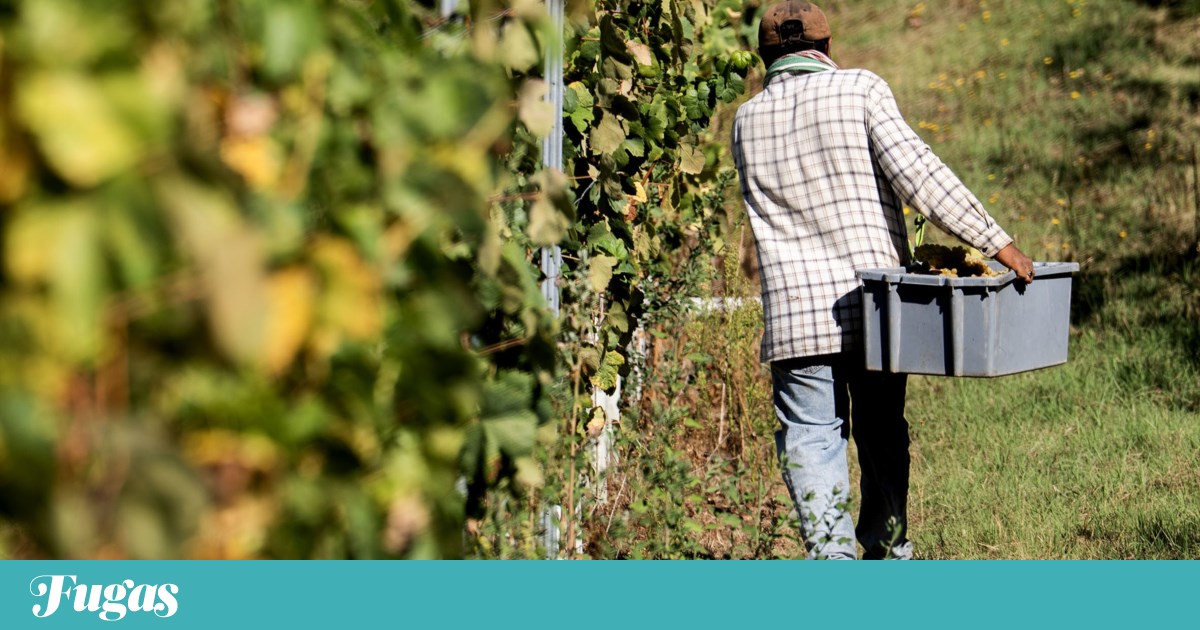 Produção mundial de vinho recupera em 2025, Portugal em quebra devido ao clima