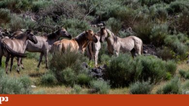 Provedora do Animal nos Açores quer proibir uso de animais de trabalho