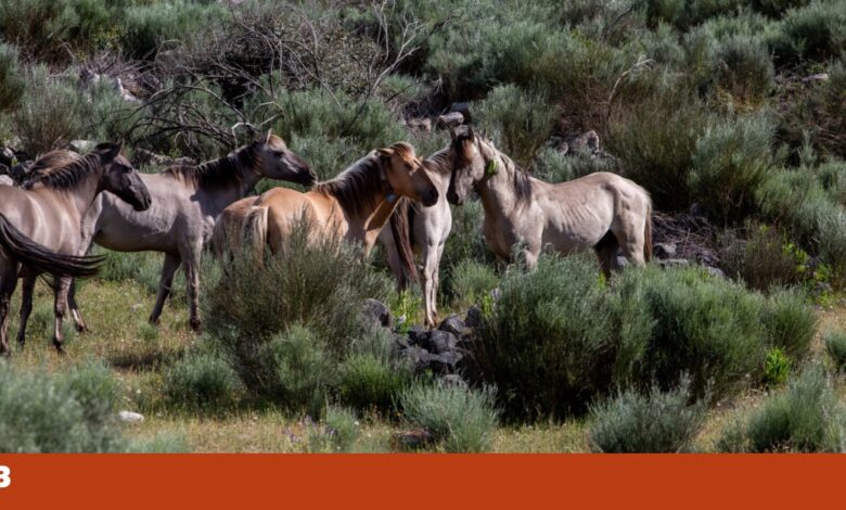 Provedora do Animal nos Açores quer proibir uso de animais de trabalho