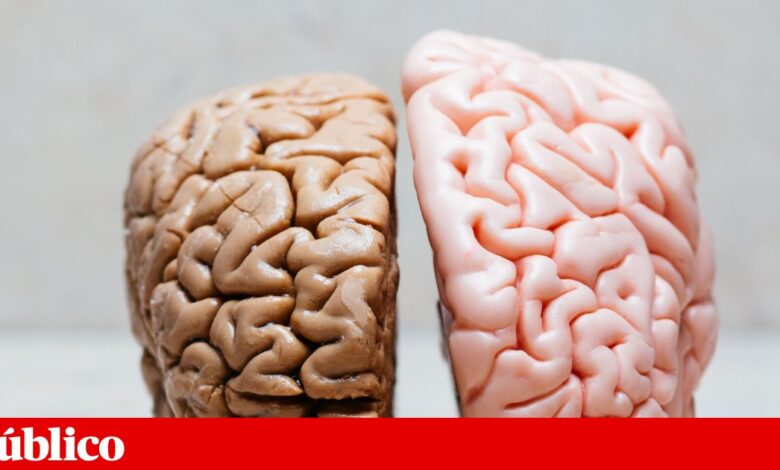 Revelado o primeiro esboço do atlas do cérebro em desenvolvimento