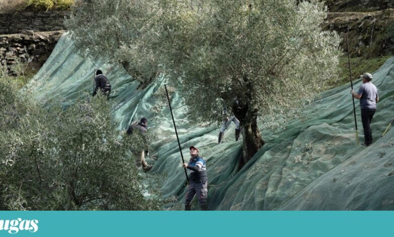Temos azeites de grande qualidade, só nos falta mudar certos hábitos