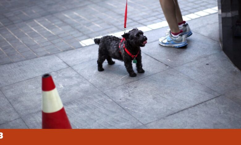 Três cães terão morrido electrocutados em espaços públicos de Lisboa e Odivelas